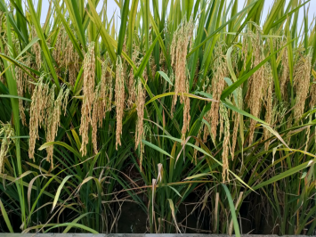 喜报！我院水稻品种家族再添4名新成员