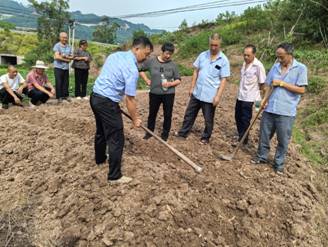 胭脂萝卜种植正当时，农业主推技术来助力