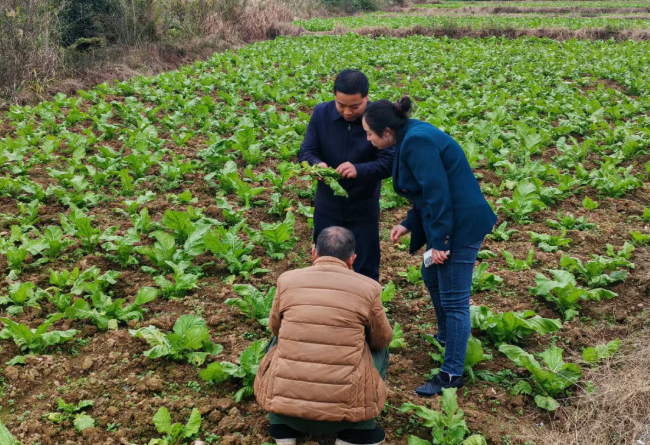 我院到酉阳开展早市青菜头技术指导工作