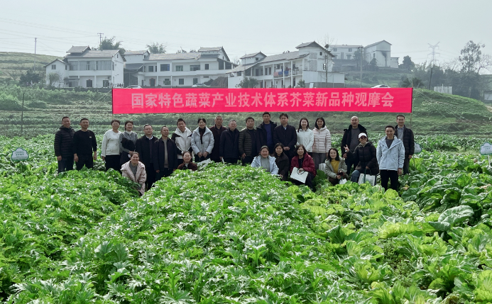 国家特色蔬菜产业技术体系芥菜新品种展示观摩会暨西南片区2025年度学术交流会在我院顺利召开