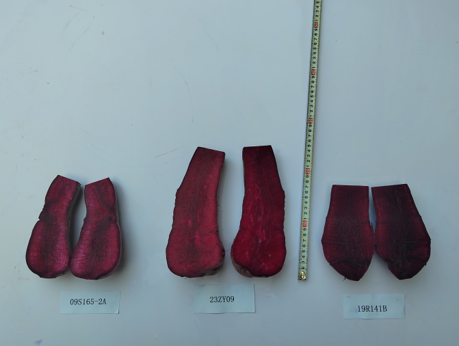 胭脂萝卜品种添“新丁”——我院“胭脂红3000”通过市级鉴定