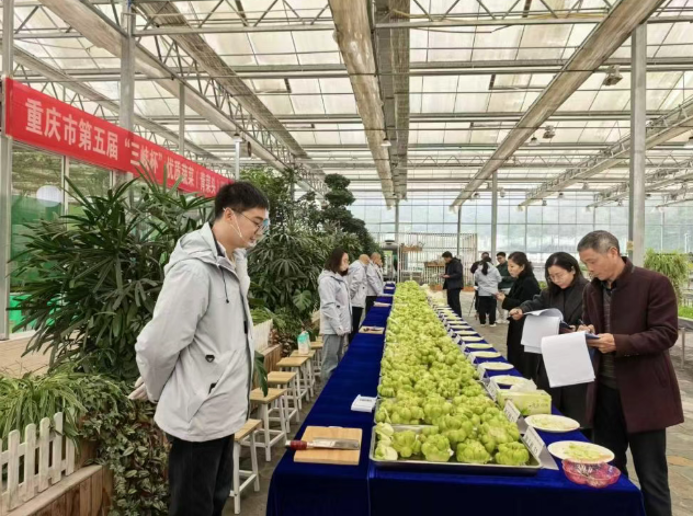 重庆市第五届“三峡杯”优质蔬菜（青菜头）品鉴优选活动在我院成功举办