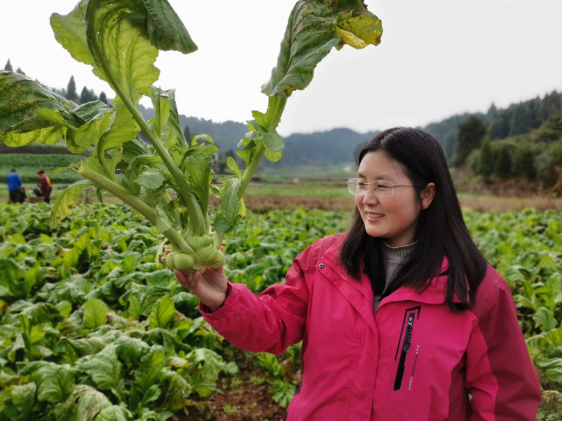 Hortic Res | 重庆市渝东南农业科学院（西南大学涪陵研究院）联合中国农科院蔬菜花卉所解码榨菜驯化历程