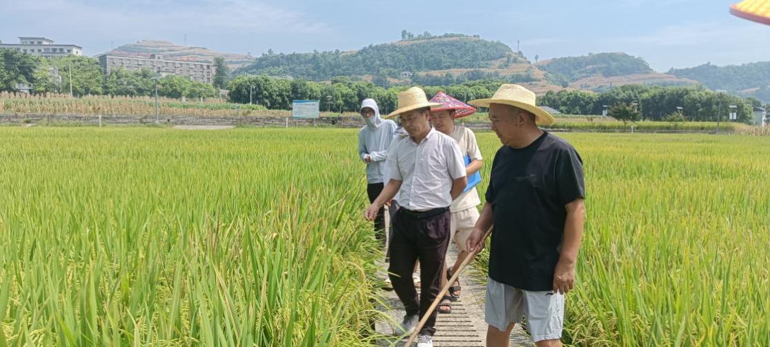 川渝深耕种业 共育优质良种