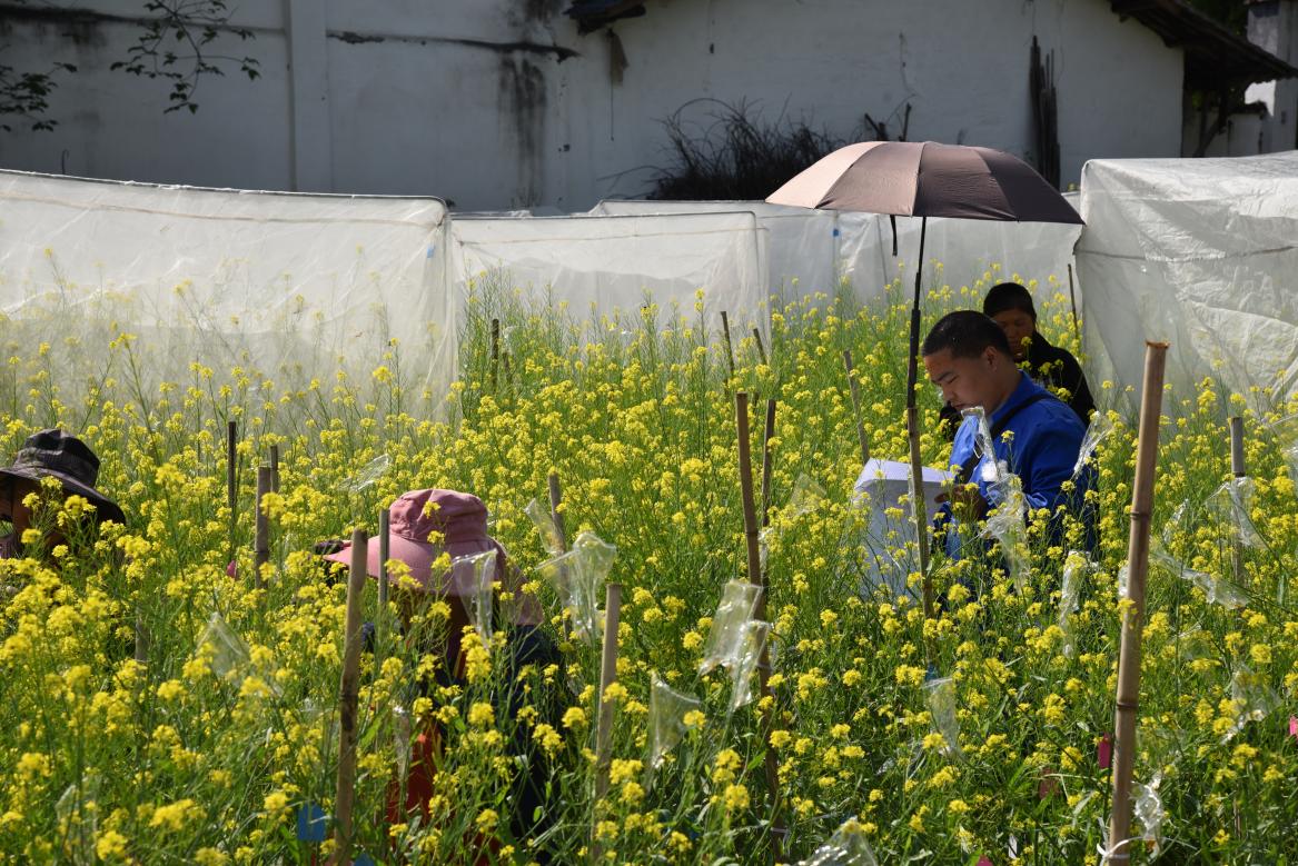田间“育种战”：为榨菜培优“芯”