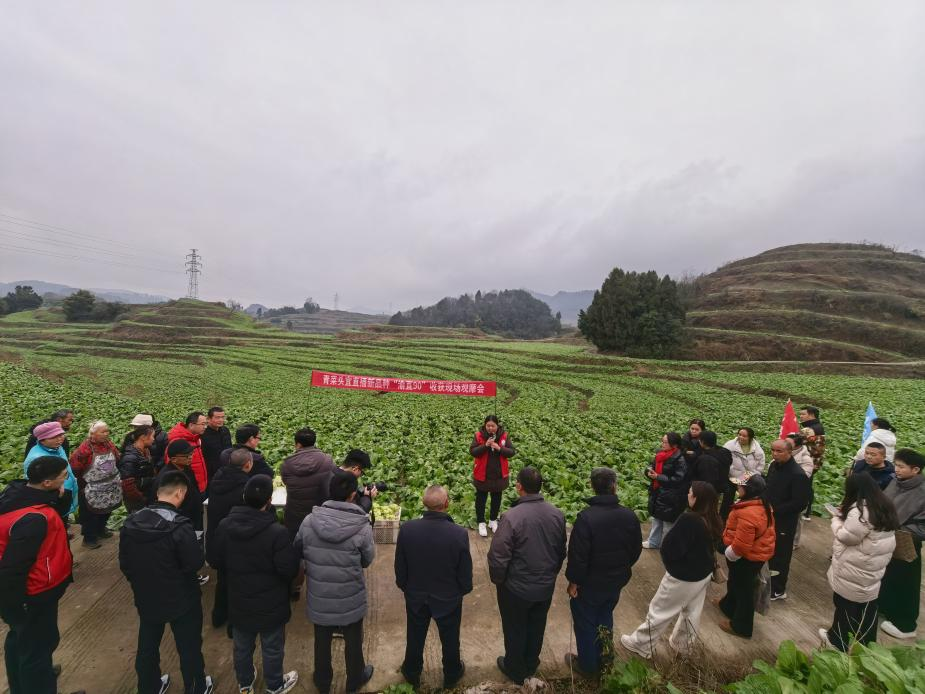 科技赋能榨菜产业——我院“渝直90”在市内多主产区县示范成效显著