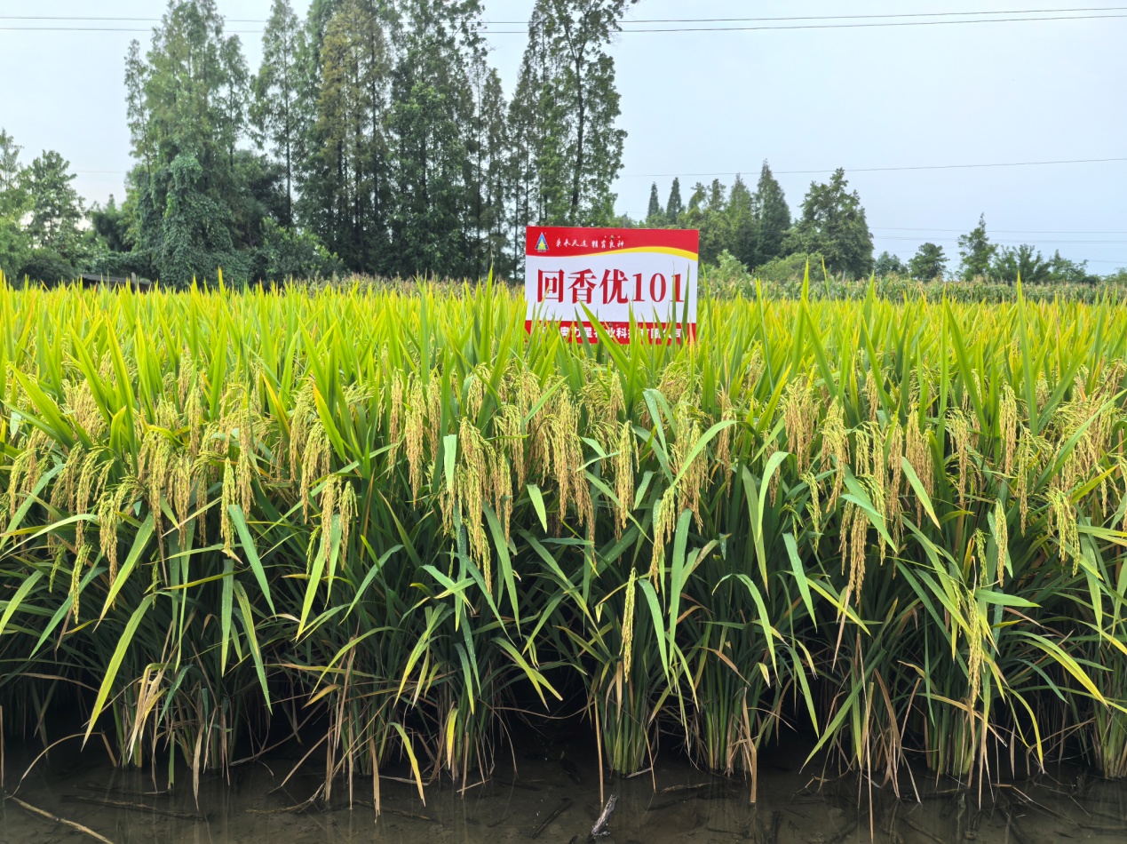 锚定市场需求开展育种，推进成果转化落地应用